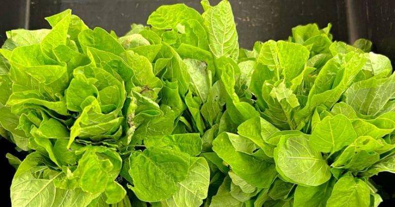 Pinterest.com/Infarsaw188